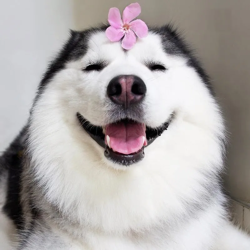 Chó Husky cute