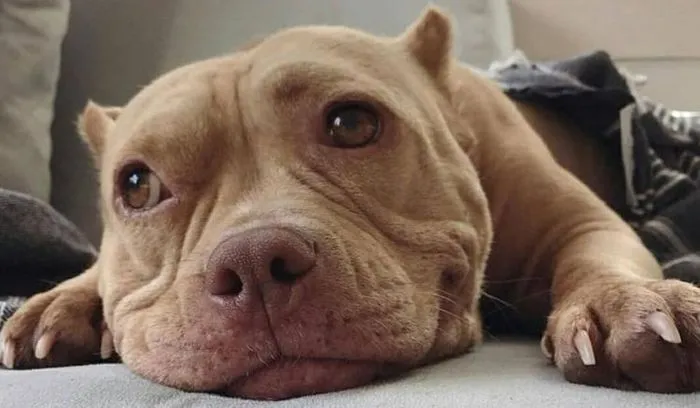 Chó Pitbull trong tư thế vui tươi