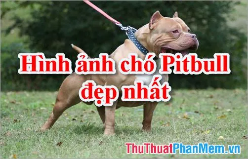 Chó Pitbull với tầm nhìn mạnh mẽ