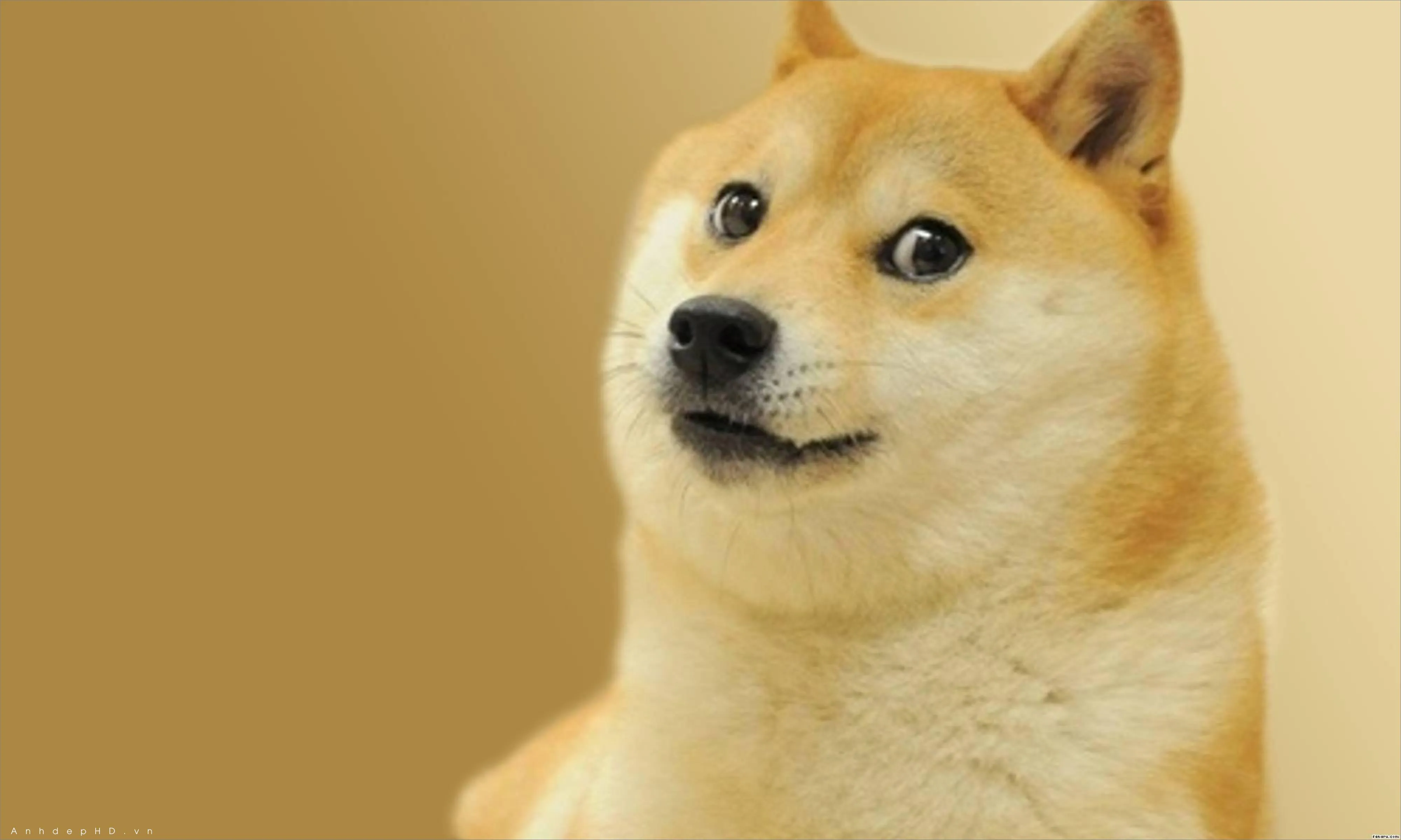Hình ảnh chó Shiba