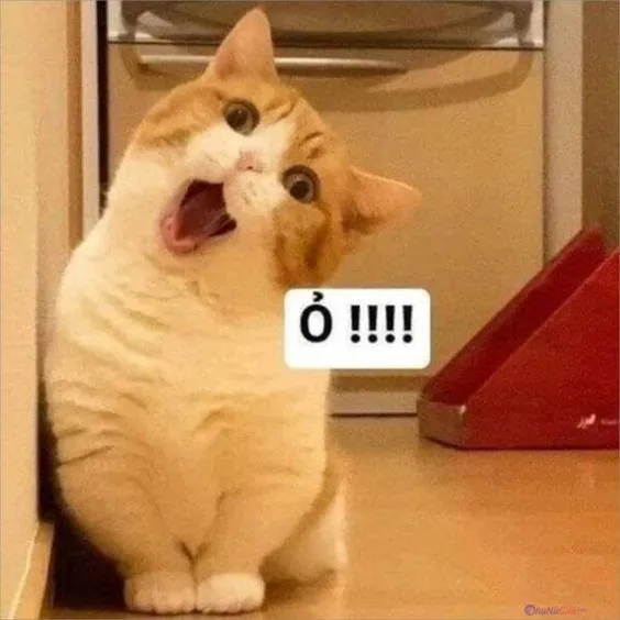 Hình ảnh meme mèo hài hước.