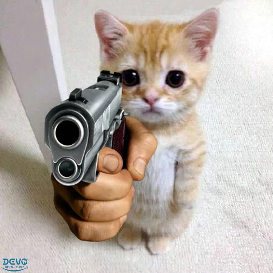 Hình ảnh mèo cảm súng