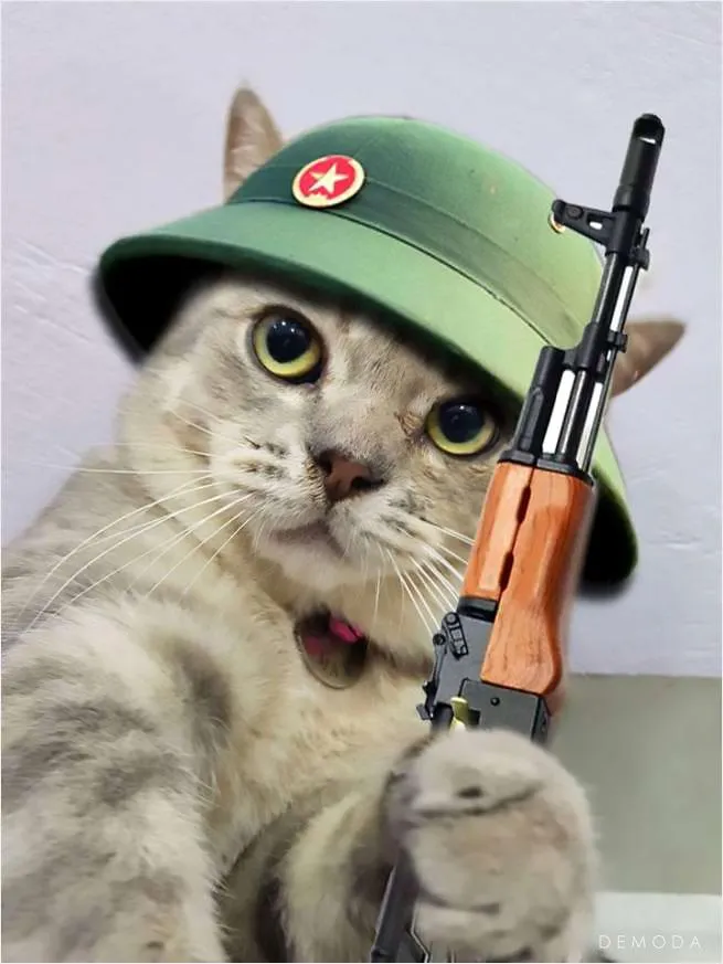 Hình ảnh mèo FF đáng yêu