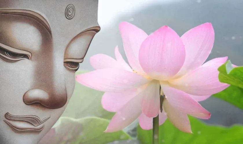 Hoa sen - Biểu tượng của Phật giáo