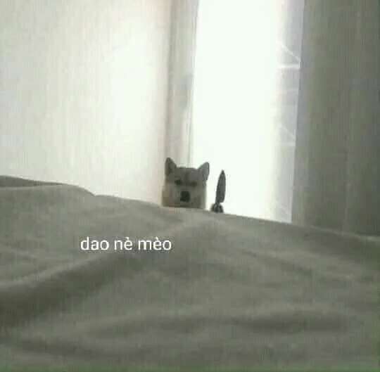 Meme mèo cảm đào 3