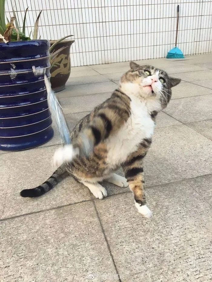 Meme mèo cảm đào ngẫu nhiên