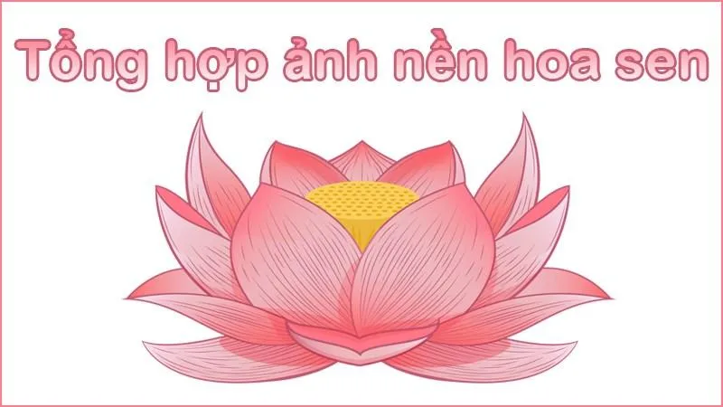 Tổng hợp 100+ hình ảnh hoa sen đẹp nhất 2021
